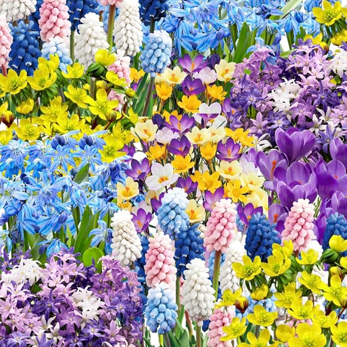 50 Mixed Flowers Bulbs for Fall Planting, Early Spring Bloom, 50 Days Colorful Blooms, Top Size Bulb, Easy Care, 5 Random Varieties for Groundcover
