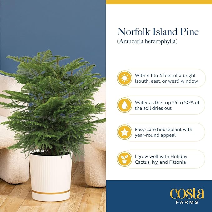 Costa Farms Live Christmas Tree, Large Norfolk Island Pine in Premium Indoor Décor Plant Pot, Houseplant Christmas Decoration, Christmas Gift or Room Decor, 3 Feet Tall
