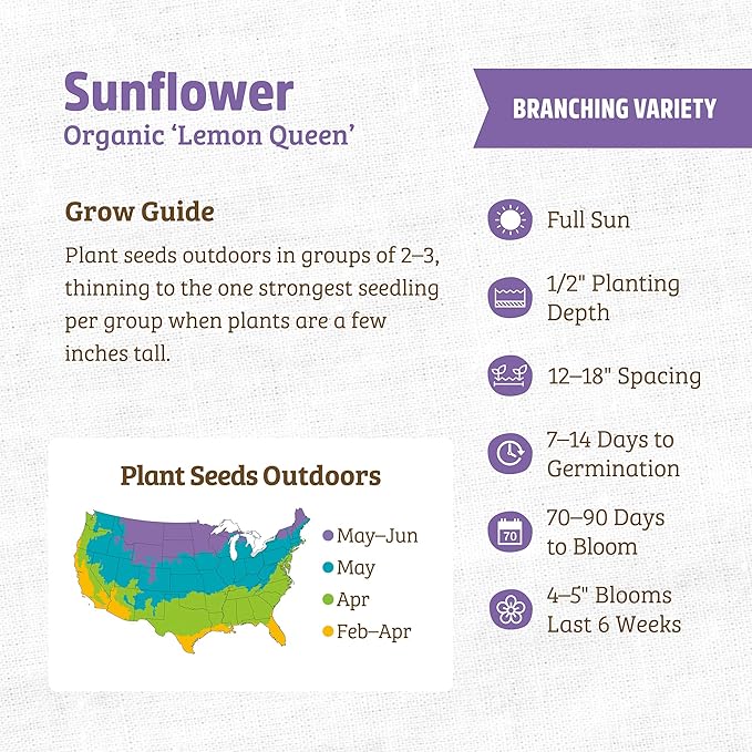 Back to The Roots 100% Organic Heirloom Seeds - Lemon Yellow Sunflower Value Pack (1.4g Total)