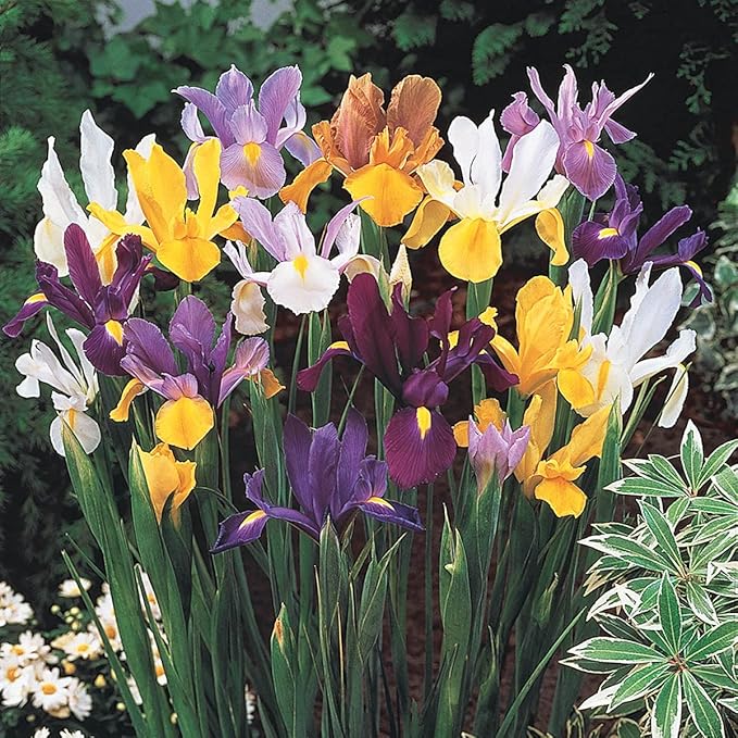 BRECK'S - Dutch Iris Spring Flowering Dormant Bulb Mixture - 25 Bulbs per Offer