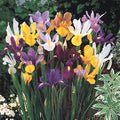 BRECK'S - Dutch Iris Spring Flowering Dormant Bulb Mixture - 25 Bulbs per Offer