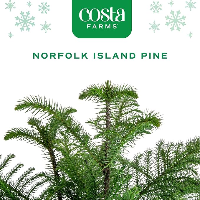 Costa Farms Live Christmas Tree, Large Norfolk Island Pine in Premium Indoor Décor Plant Pot, Houseplant Christmas Decoration, Christmas Gift or Room Decor, 3 Feet Tall
