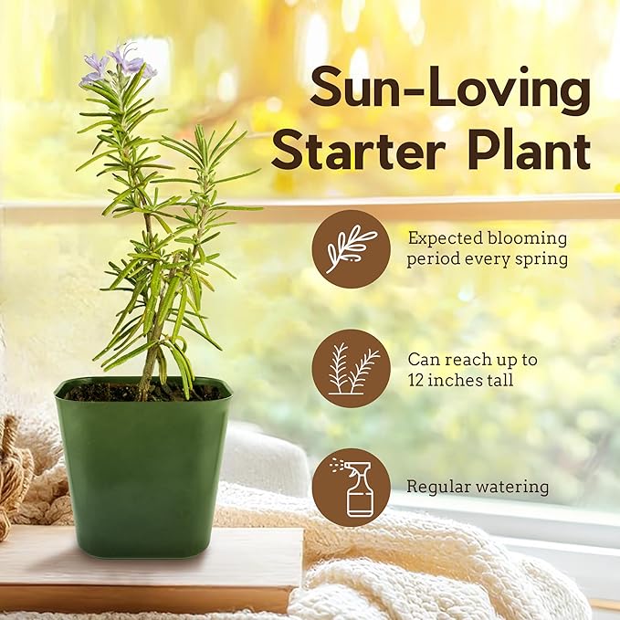 My Shelfie - Rosemary Plant Starter, Aromatic Rosemary Plants Live in 2-Inch Pot, Live Plants 2-3 Inch Tall, Blue-Purple Rosemary Herb Plants, Bee-Friendly, 5 Pieces, Green