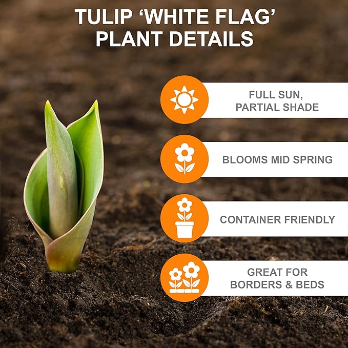 Garden State Bulb Triumph White Flag Tulip Flower Bulbs, 12/+ cm, Fall Planting (Bag of 100)