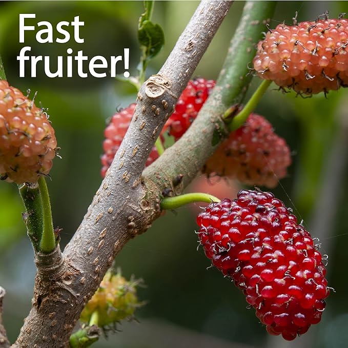 4-Pack of Fruiting Starter Plant Plugs by Foxtown Farms (Dwarf Mulberry (4-Pack))