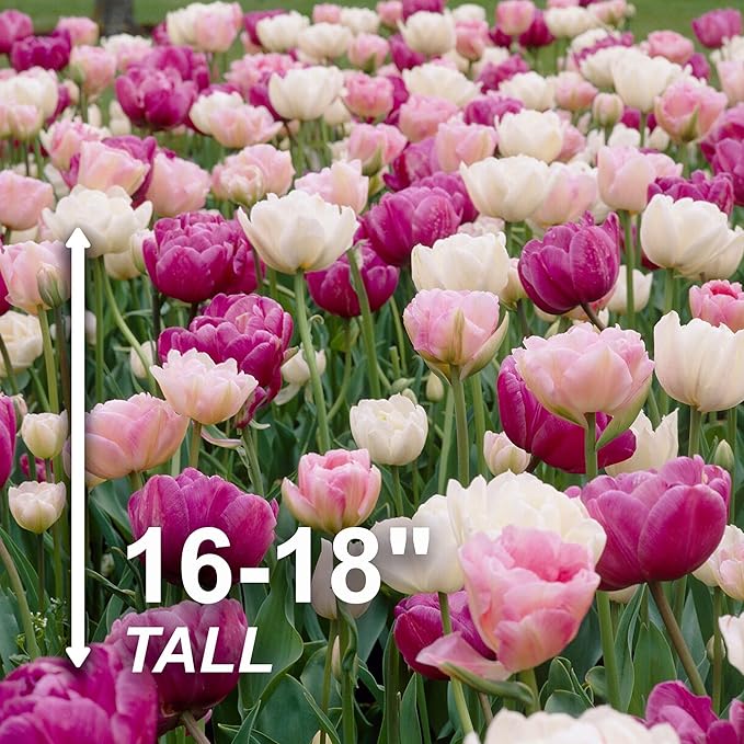Garden State Bulb Double Late Double Dutch Mix Tulip Flower Bulbs, 12/+ cm, Fall Planting (Bag of 50)