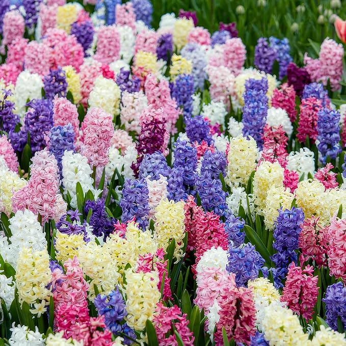 Dutch Bulbs Hyacinths Spring Dream Collection - 15 Bulbs Perennial Hardy - 3 Types/Colors Scented Flower Bulb Mix from The Netherlands for Garden, Pot and Glass (Large tubers - no Seeds)