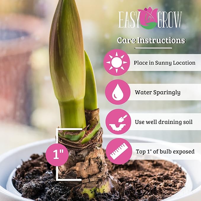 Easy to Grow Amaryllis Dancing Queen 1 Plant Bulb - Salmon & White Double Flowers Indoor Winter Holiday or Spring Outdoor Blooms