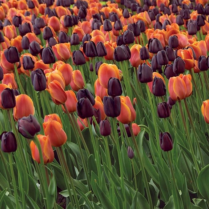 Garden State Bulb Maroon and Orange Mix Triumph Tulip Flower Bulbs, 12/+ cm, Fall Planting (Bag of 50)