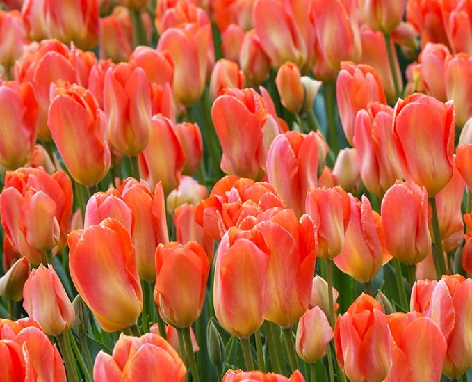 Mix Triumph Tulips 10 Bulbs for Fall Planting Colorful Flower Tulipa Darwin Hybrid Changing Colors Mixture Size 12+ 4 Varieties to Choose (Apricot Emperor, 10, Mix Color)
