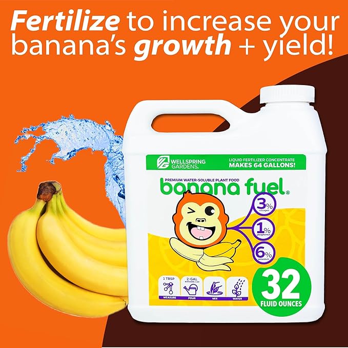 4-Pack of Fruiting Starter Plant Plugs by Foxtown Farms (Dwarf Cavendish Banana (4-Pack))