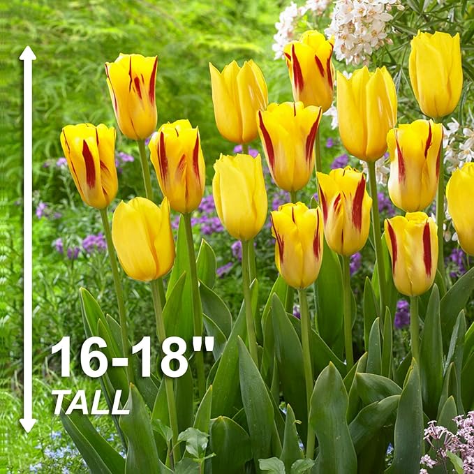 Garden State Bulb Yellow and Maroon Mix Triumph Tulip Flower Bulbs, 12/+ cm, Fall Planting (Bag of 50)