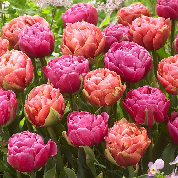Garden State Bulb Amazing Blend Double Mix Tulip Flower Bulbs, 12/+ cm, Fall Planting (Bag of 50)
