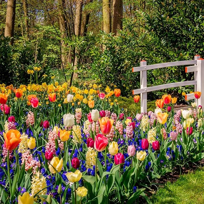 Flowers Bulbs for Fall Planting, Perennial Flower Bulbs, Early Spring Flower to Plant Outside, Colorful Blooms Groundcover Bulbs, Top Size (Multicolor)