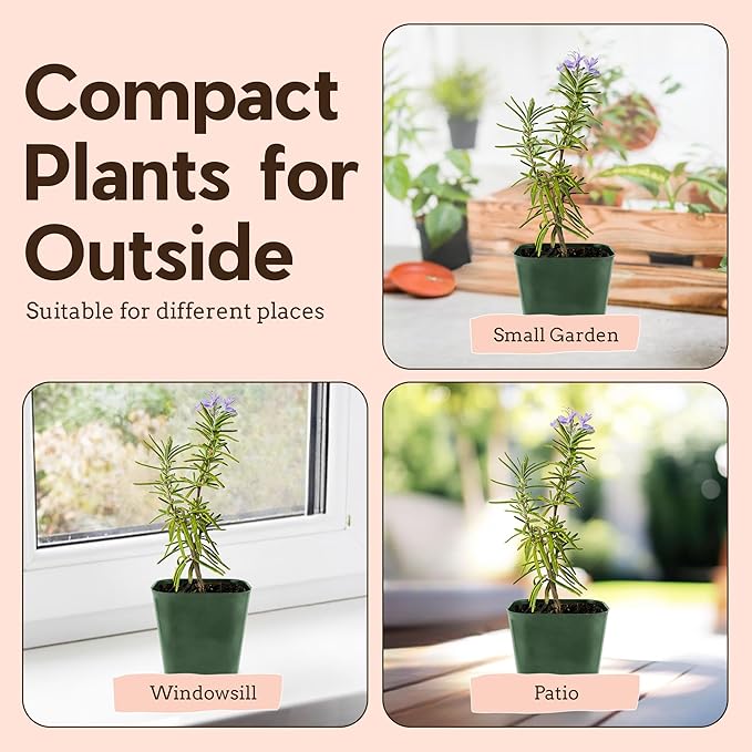 My Shelfie - Rosemary Plant Starter, Aromatic Rosemary Plants Live in 2-Inch Pot, Live Plants 2-3 Inch Tall, Blue-Purple Rosemary Herb Plants, Bee-Friendly, 1 Piece, Green