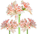 Easy to Grow Amaryllis Dancing Queen 5 Plant Bulbs - Salmon & White Double Flowers Indoor Winter Holiday or Spring Outdoor Blooms