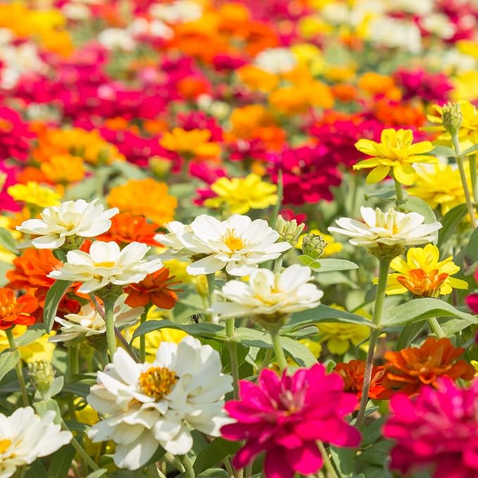 Park Seed Zinnia Flower Planting Seeds, Easy to Grow, Perfect for Spring Garden, Profusion AAS Mix, Pack of 25