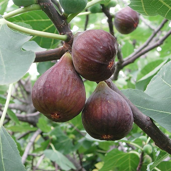 4-Pack of Fruiting Starter Plant Plugs by Foxtown Farms (Black Mission Fig (4-Pack))