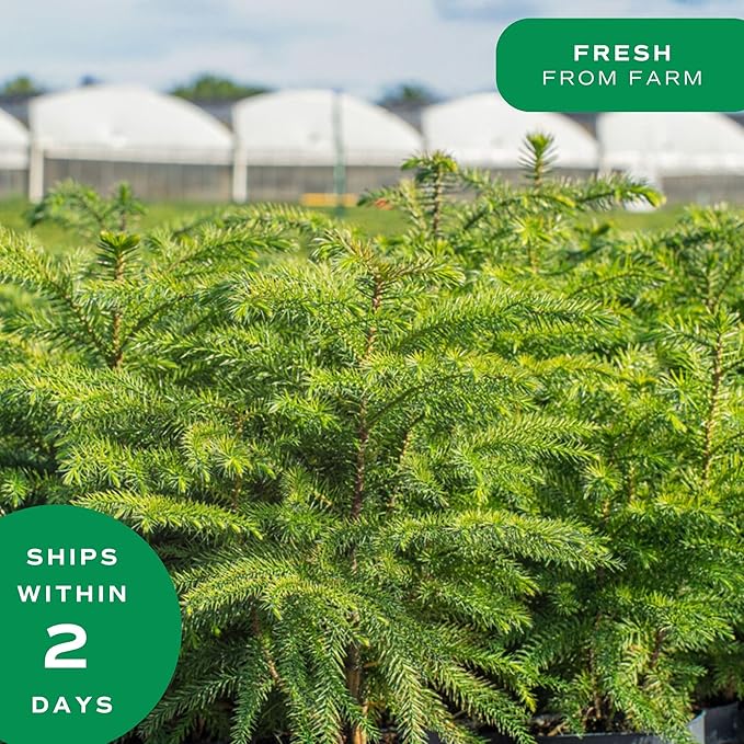 Costa Farms Live Christmas Tree, Large Norfolk Island Pine in Premium Indoor Décor Plant Pot, Houseplant Christmas Decoration, Christmas Gift or Room Decor, 3 Feet Tall