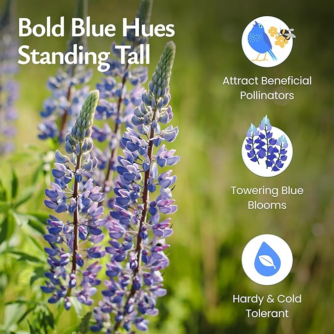 Created by Nature Blue Lupine Seeds, 750 Perennial Wildflower Seeds