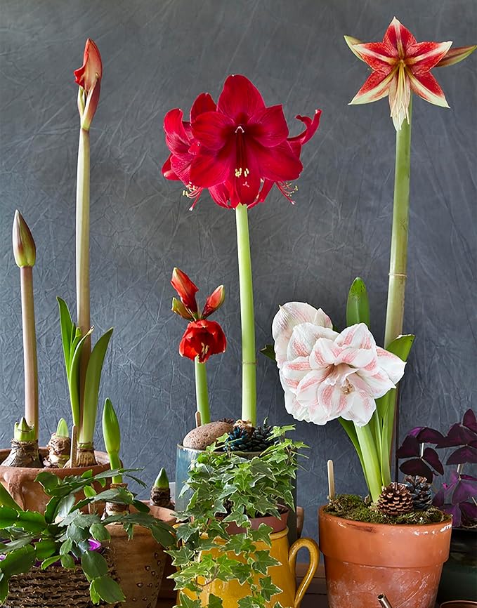 Red Waxed Red Lion Amaryllis Bulb - Over 1 Pound - 36 cm Bulb with 2-3 Stalks - Very Large Vibrant Red Blooms - No Soil or Water Needed - Perfect for Holiday Décor & Gifting