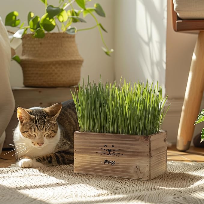 Cat Grass Kit for Indoor Cats – x4 Seed Packets | Cat Grass Seeds with Wooden Planter, Soil & Mini Gardening Tools for Nipping – Pet Wheatgrass Grass
