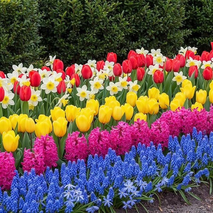 Dutch Bulbs Spring Border Flower Bulb Collection (50 Bulbs) Exclusive Mix from The Netherlands, Hardy and Perennial for The Garden, pots (Large Bulbs, no Seeds, not Artificial)