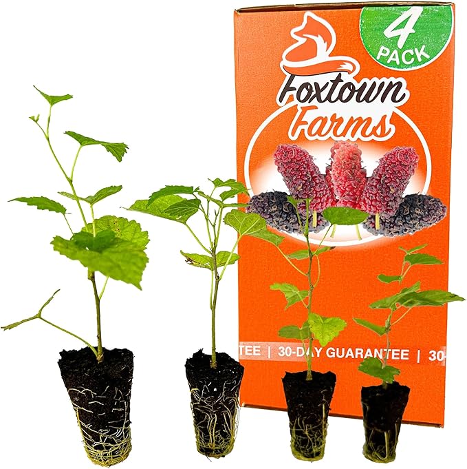 4-Pack of Fruiting Starter Plant Plugs by Foxtown Farms (Dwarf Mulberry (4-Pack))