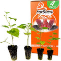 4-Pack of Fruiting Starter Plant Plugs by Foxtown Farms (Dwarf Mulberry (4-Pack))