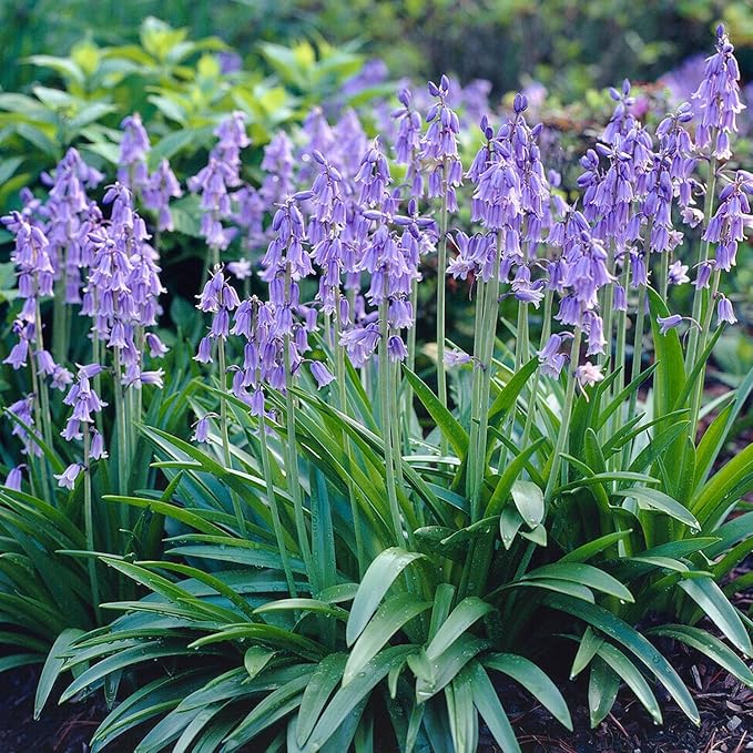 Garden State Bulb Blue Wood Hyacinth Flower Bulbs, 8/10cm, Fall Planting (Bag of 50)