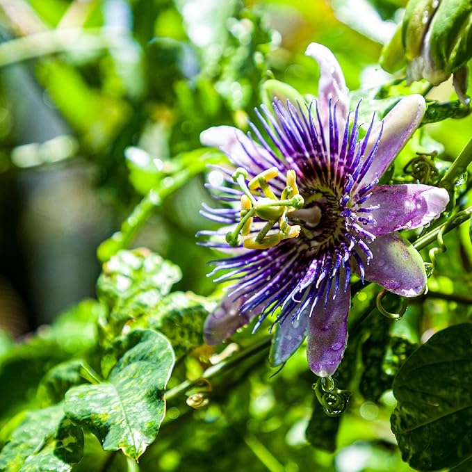 4-Pack of Fruiting Starter Plant Plugs by Foxtown Farms (Purple Possum Passionfruit (4-Pack))