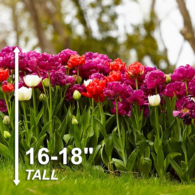 Garden State Bulb Double Dutch Mixed Tulip Flower Bulbs, 12/+ cm, Fall Planting (Bag of 250)