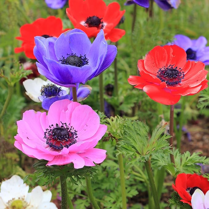 Lieutenant Anemone Flowers – 30 Bulbs | Vibrant Pink, Red, Blue, Purple & White Spring Blooms | Ideal for Cut Flowers, Garden Beds & Containers – Pollinator Friendly | Zones 3–10