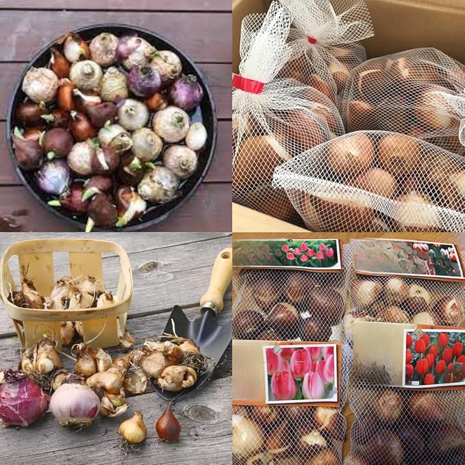 Pack 50 Multicolor Flower Bulbs for Fall Planting, Top-Size Bulbs, Mix Flower Bulbs for Planting, Bloom All Spring and Summer, Variety of Colors