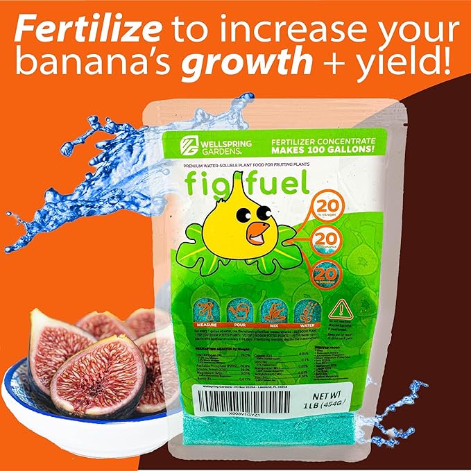 4-Pack of Fruiting Starter Plant Plugs by Foxtown Farms (Black Mission Fig (4-Pack))