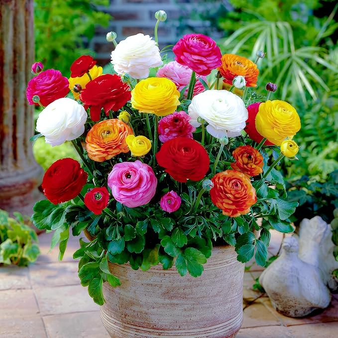 Dutch Bulbs Ranunculus Multicolored Collection (50 Pieces), Buttercup Mix in 5 Colors, Hardy Ranunculus Bulbs from The Netherlands, Real Bulbs/Plants (Without Seeds and not Artificial)