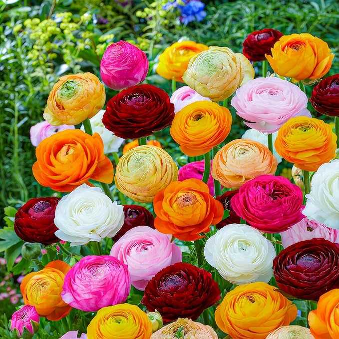 Dutch Bulbs Ranunculus Multicolored Collection (50 Pieces), Buttercup Mix in 5 Colors, Hardy Ranunculus Bulbs from The Netherlands, Real Bulbs/Plants (Without Seeds and not Artificial)