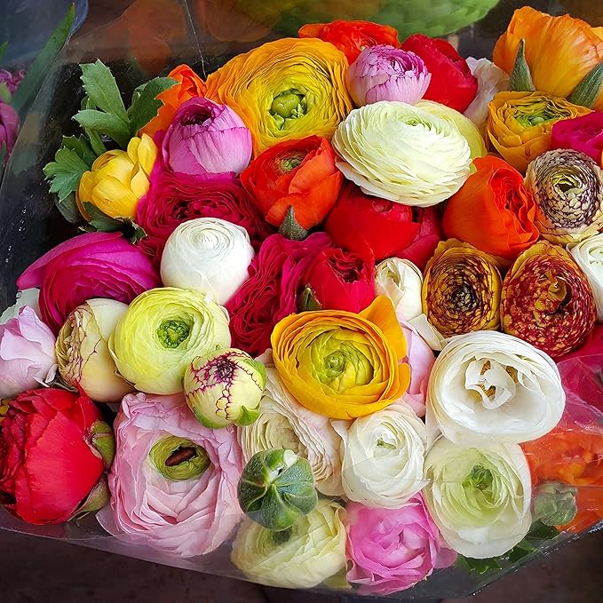 Easy to Grow Ranunculus Tecolote Flower Fields Collection - 30 Plant Bulbs, Colorful Flowers in Spring, Full Sun Mediterranean