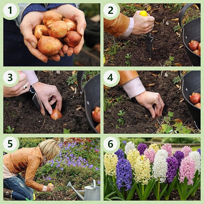 Dutch Bulbs Hyacinths Spring Dream Collection - 15 Bulbs Perennial Hardy - 3 Types/Colors Scented Flower Bulb Mix from The Netherlands for Garden, Pot and Glass (Large tubers - no Seeds)