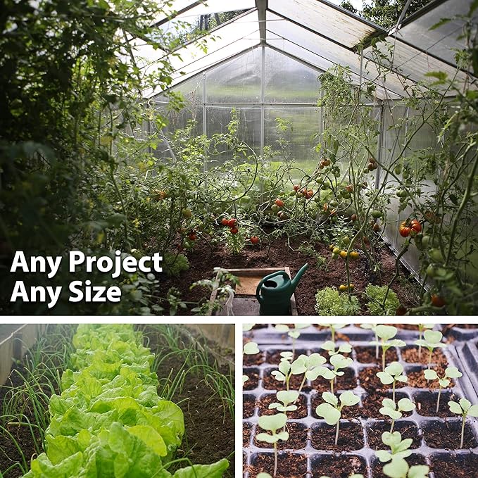 Blue Lake Bush Bean 274 Seeds - 4 Oz - Non-GMO, Heirloom, Open Pollinated - Vegetable Garden Seeds - Green String Beans