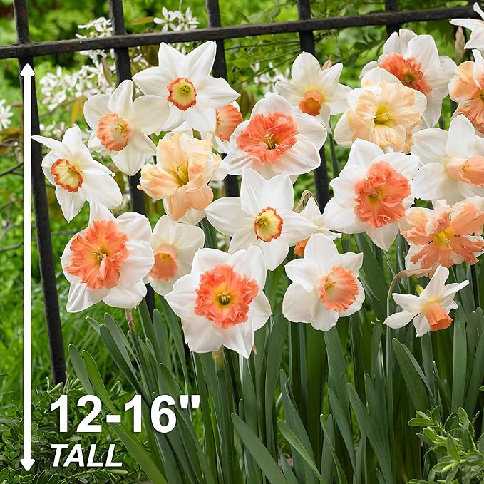 Garden State Bulb Pink Mix Daffodil Flower Bulbs, 14/16cm, Fall Planting (Bag of 50)