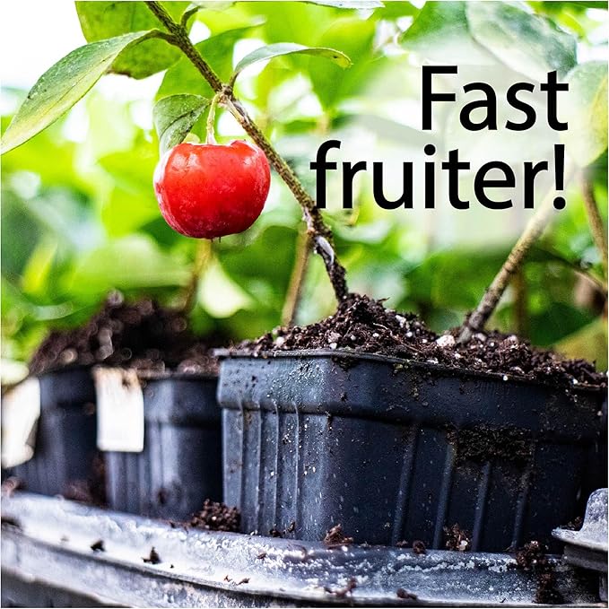 4-Pack of Fruiting Starter Plant Plugs by Foxtown Farms (Barbados Cherry (4-Pack))