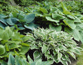 Hosta Mixture (3 Pack)